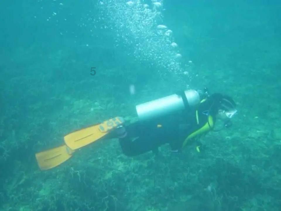 这5种猫性格超好,怎么撸都不会生气,撸猫一族的必备